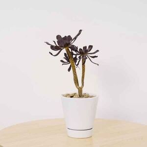 Mainstays Pottery 4" Matte White Ceramic Planter with Saucer - 2 Planters